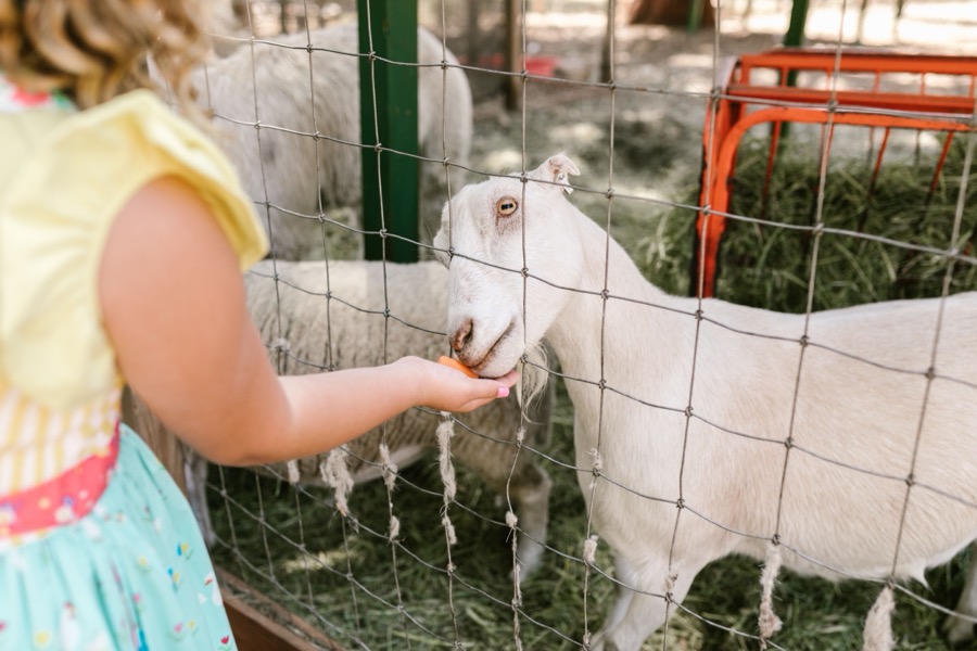 Child feeding a goat at a petting zoo